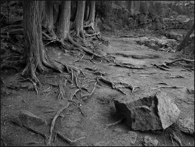 exposed roots