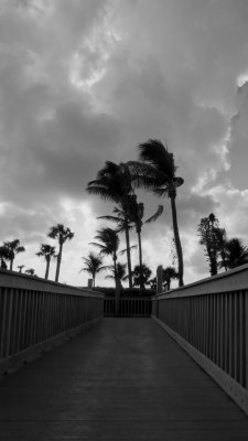 Florida Palms.jpg