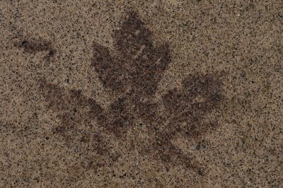 Concrete Leaf