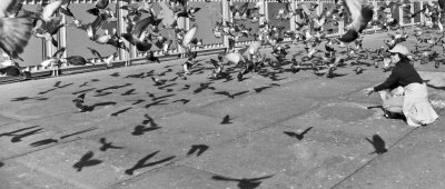 Chewing Gum & Pigeons