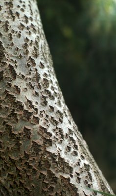 green and tree