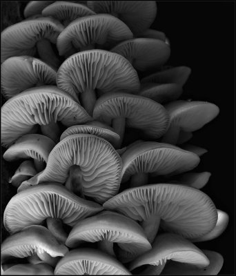 mushrooms