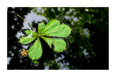 floating leaf