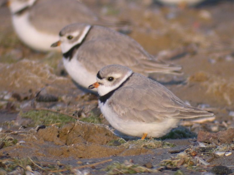 Piping Plover