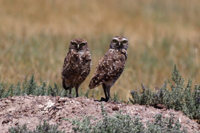 Burrowing Owl