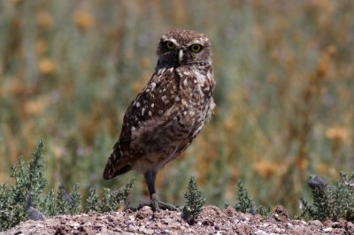 Burrowing Owl