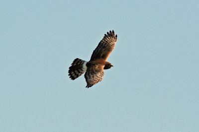 Cinereous Harrier