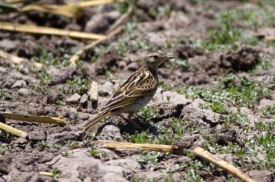 Corendera Pipit