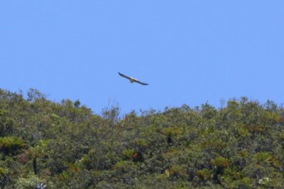 Red-backed Hawk (race Exsul)