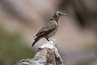 Rufous-banded Miner