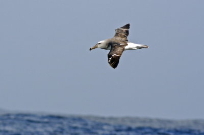 Salvin's Albatross