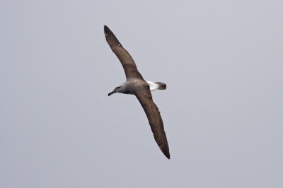 Salvin's Albatross