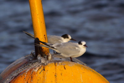 South American Tern