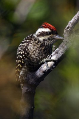 Striped Woodpecker
