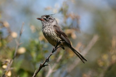 Tufted Tit-tyrant