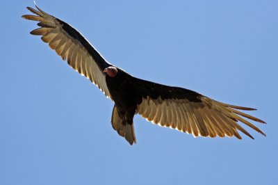 Turkey Vulture