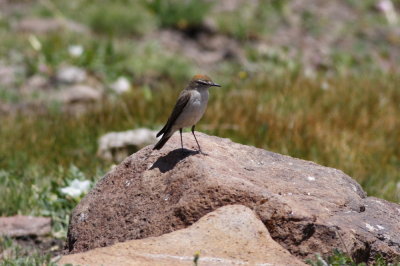 White-browed Ground-tyrant