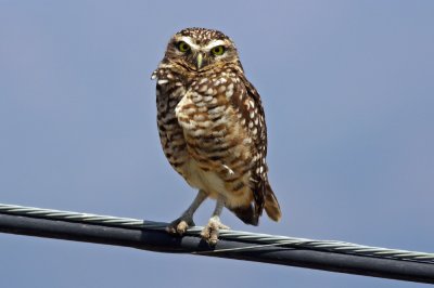 Burrowing Owl
