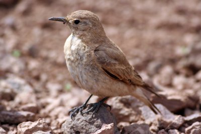 Creamy-rumped Miner