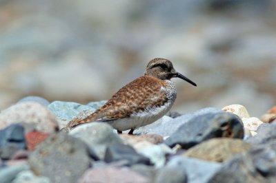 Diademed Sandpiper-plover