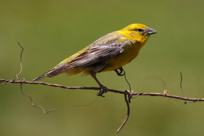 Greater Yellowfinch