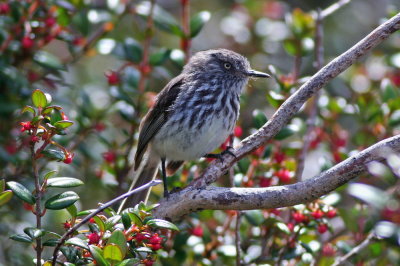 Juan Fernandez Tit-tyrant