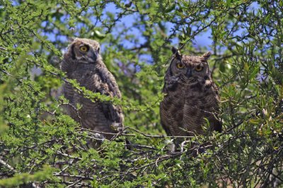 Magellanic Horned Owl