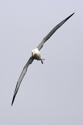 Northern Royal Albatross