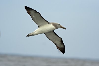 Salvin's Albatross