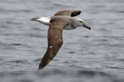 Salvin's Albatross
