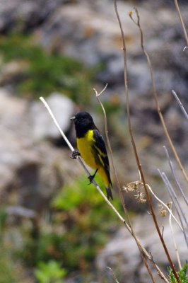 Yellow-rumped Siskin