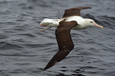 Northern Royal Albatross