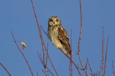 Short-eared Owl