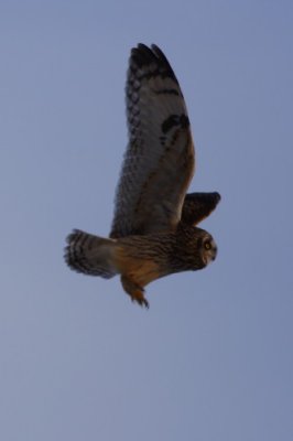 Short-eared Owl