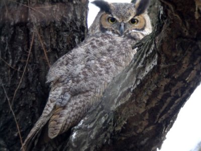 Great Horned Owl