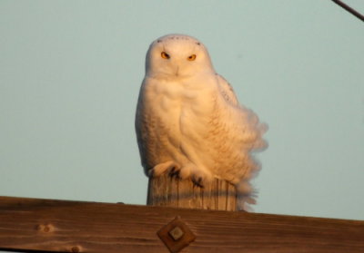 Snowy Owl