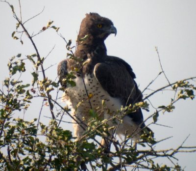 Martial Eagle