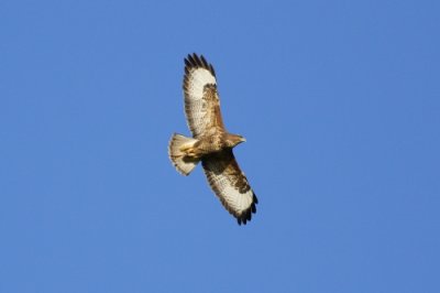 Common Buzzard