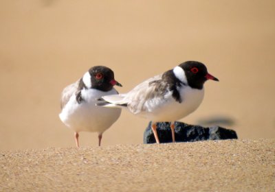 Hooded Plover
