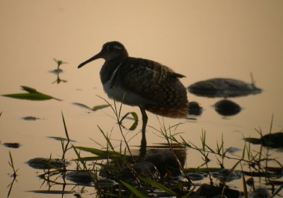 African Painted Snipe
