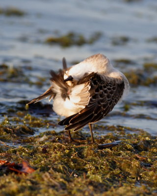 Semi-palmated Sandpiper