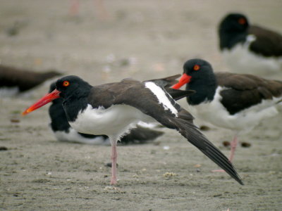 American Oystercatcher