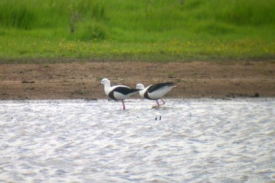 Banded Stilt
