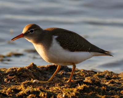 Spotted Sandpiper