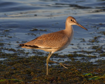 Willet