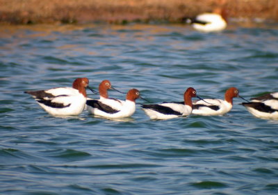 Red-necked Avocet