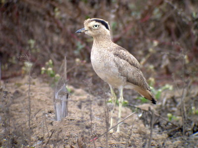 Peruvian Thick-knee