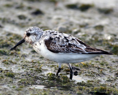 Sanderling