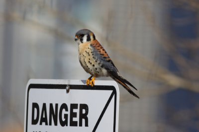 American Kestrel
