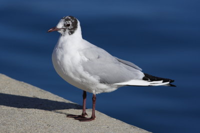 Black-headed Gull